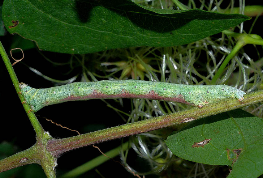 5 Bruco di Geometridae da det. - Cfr. Ascotis selenaria